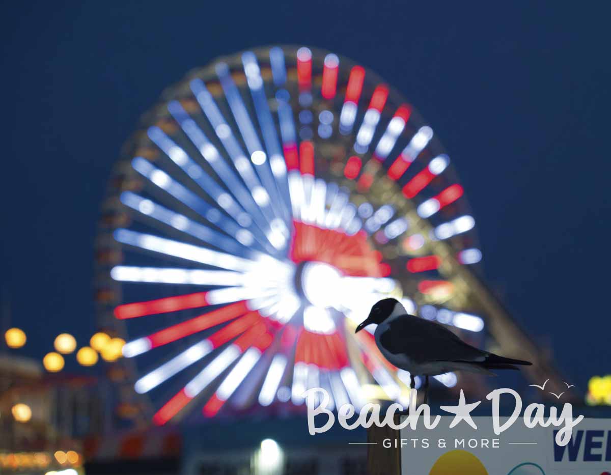 Seagull with illuminated Wildwood Ferris wheel at night